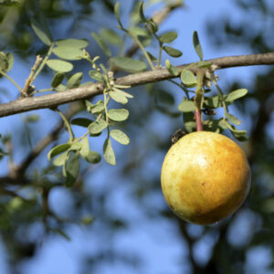 Chañar-fruto